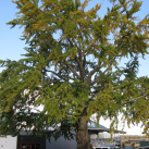 Ginko bilboa- Cambridge Tree Trust